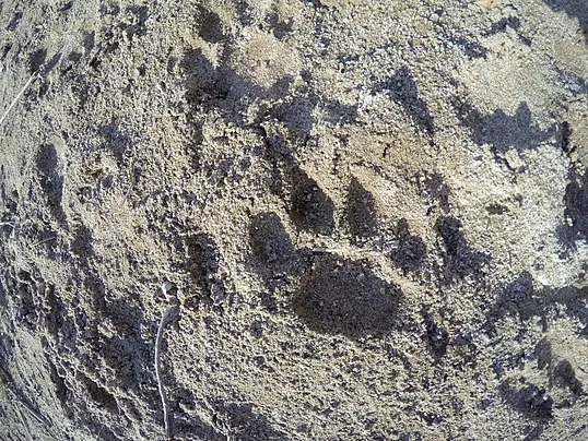 Dugaan Kembalinya Macan Tutul? Jejak Kaki Jadi Viral, Ini Klarifikasinya